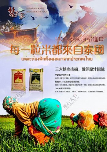 楚农家泰国香米海报图片