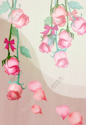 粉红色玫瑰花图片
