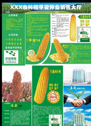 玉米种业图片