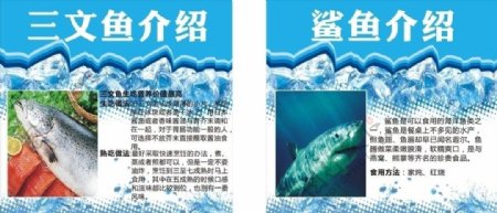 三文鱼鲨鱼介绍图片