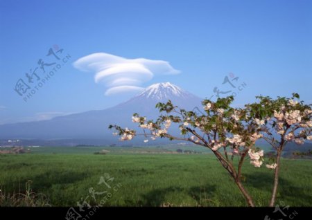 樱花与富士山0128
