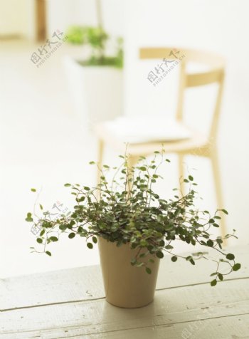 植物与空间0320