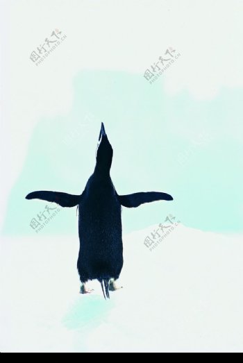 企鹅世界0017