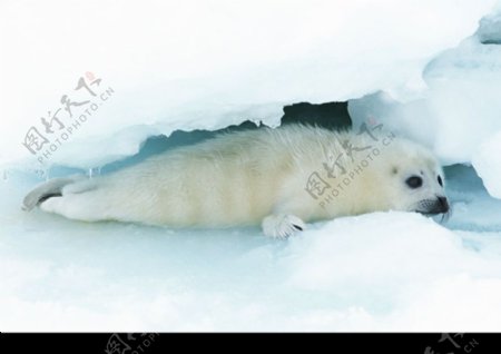 海狮冰雪熊0056