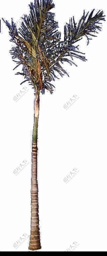 棕榈及椰树0010