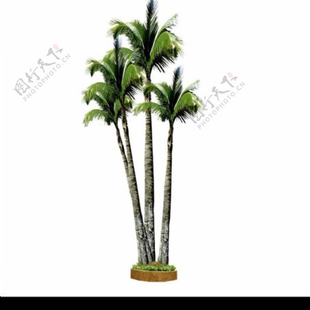 棕榈及椰树0020