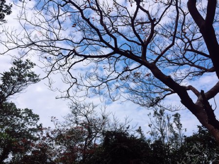 天空和树