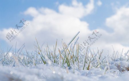 冰雪中的小草