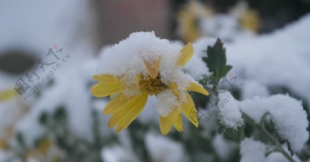 白雪覆蓋的菊花