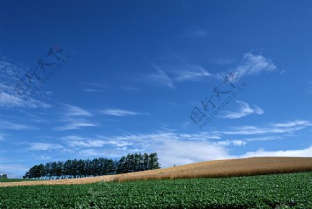 农作物蓝天背景