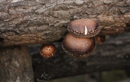 椴木香菇菌类