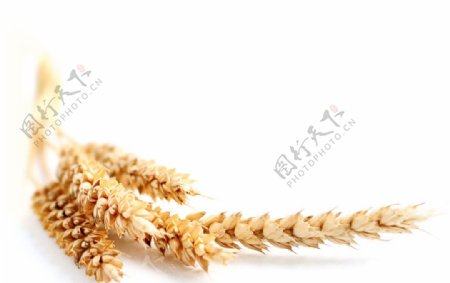 小麦高清