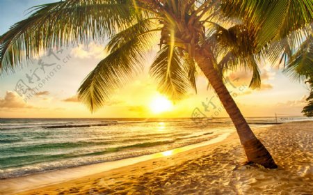 夕阳海景日落椰子树