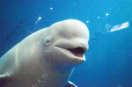白鲸海豚摄影