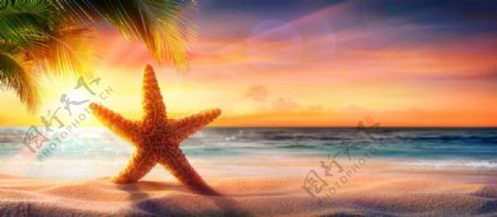 夕阳下沙滩上的海星
