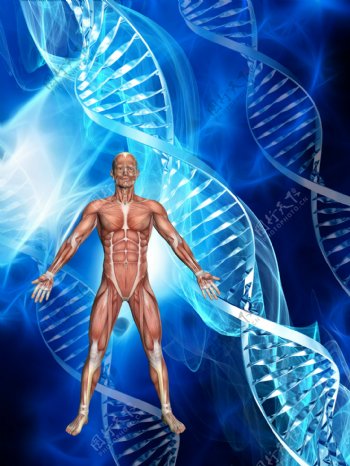 人体模型DNA
