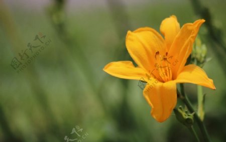 春天黄色花朵