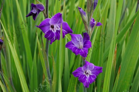 紫色菖蒲花