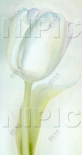 花卉油画40厘米X80厘米