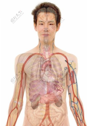 男性人体解剖图