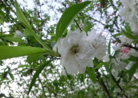 高清摄影白色桃花