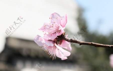 桃花近景