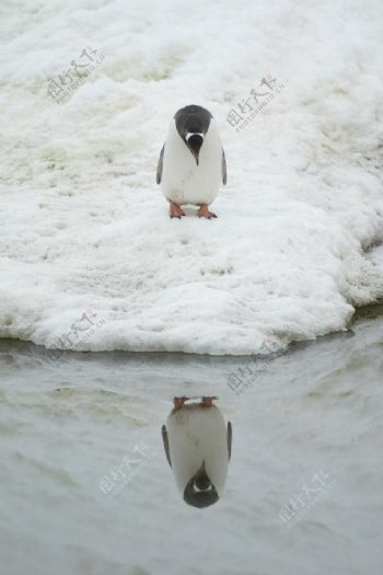 企鹅雪地冰天雪地