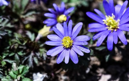 蓝紫色银莲花