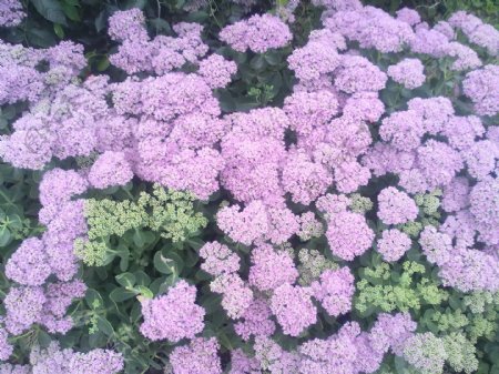 淡紫色花丛