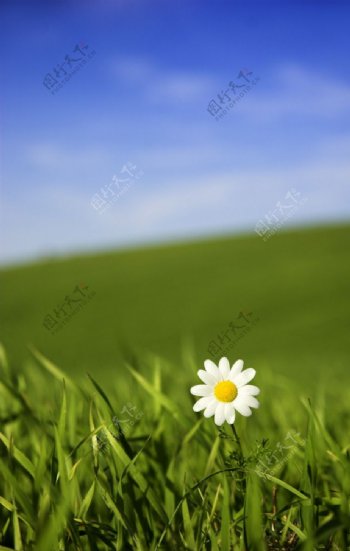 草丛里的一朵小白花