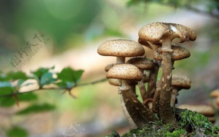 野生真菌蘑菇