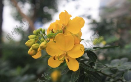 黄色小花