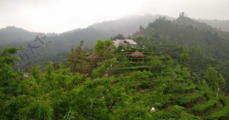 茶山风景