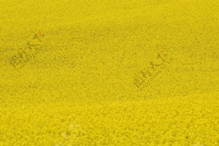 黄色油菜花背景