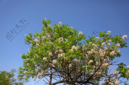 文冠果树