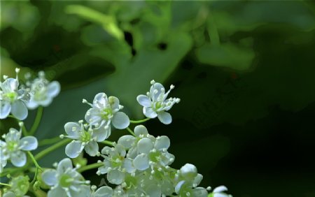 盛开的白花