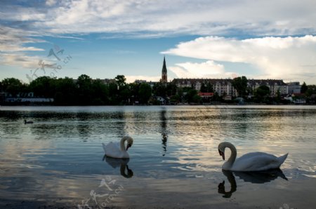 多瑙河上的天鹅