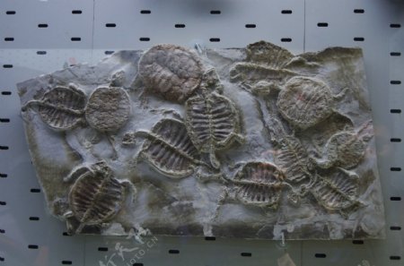 龟化石