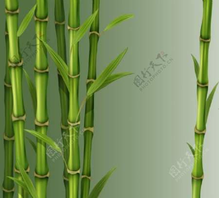 绿色竹子矢量素材