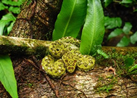 绿皮花纹毒蛇