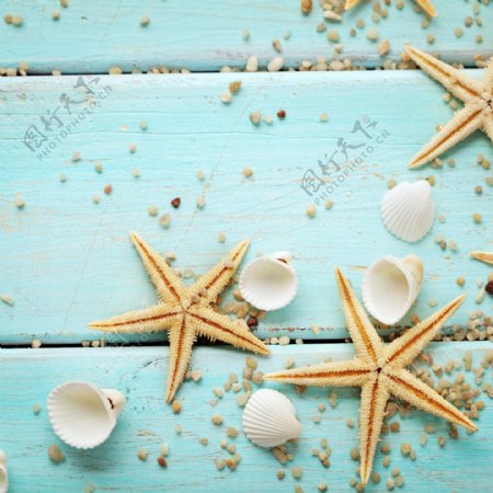 海星与贝壳沙子图片