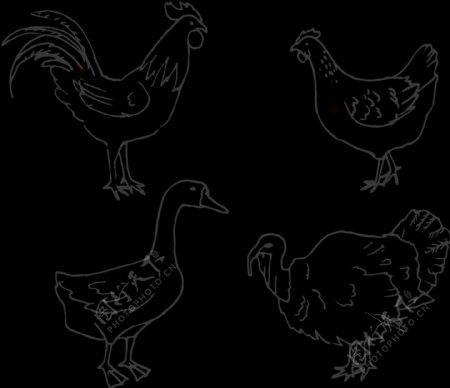 卡通家禽动物免抠png透明图层素材