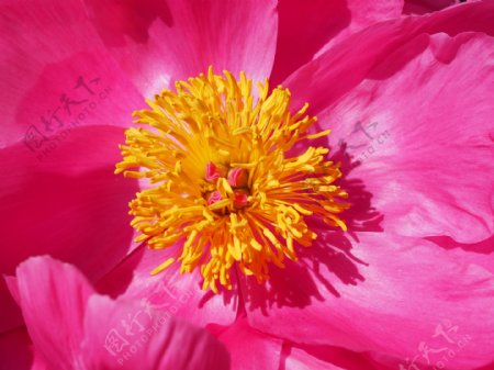 牡丹粉红色花瓣