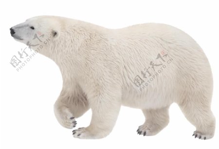 笨拙的北极熊免抠png透明图层素材
