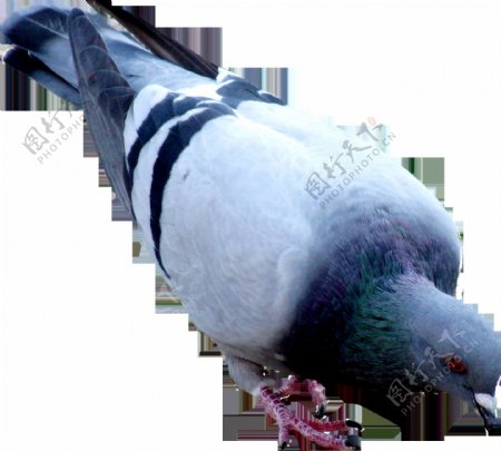 低头啄食的鸽子免抠png透明图层素材