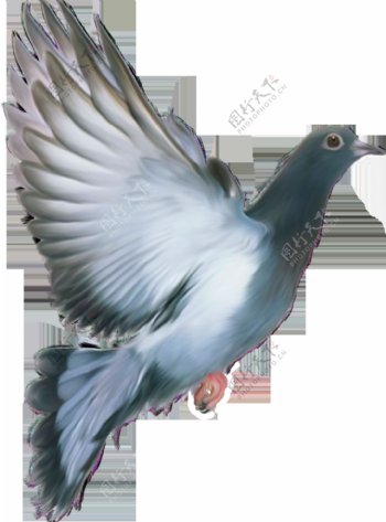 飞翔的灰色鸽子免抠png透明图层素材