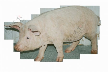 一只大猪免抠png透明图层素材