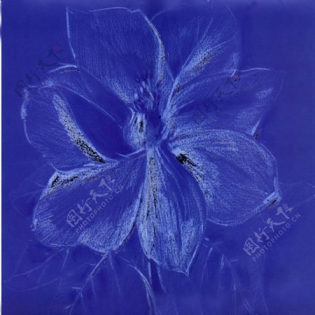 蓝色盛开的花朵油画图片