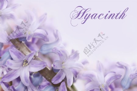 紫色百合花背景图片