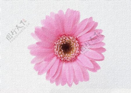 淡粉色雏菊